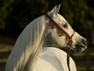 Arabian horse by Nancy McCallum